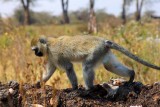 6734 Vervet Monkey Ngorongoro.jpg