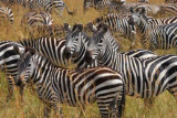 2874 Zebra closeup Maasai.jpg