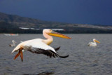 3275 Pelican Naivasha.jpg