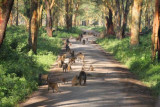 3561 Baboons Nakuru.jpg