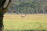 3562 Black Rhino Nakuru.jpg