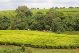 3884 Tea plantations Kericho.jpg