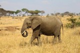 6362 Elephant Tarangire.jpg
