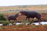 6842 Hippos playing.jpg