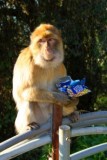 7980 Ape and peanuts.jpg