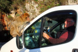 7983 Ape on wing mirror.jpg