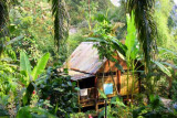 10028 rainforest hut Eden.jpg