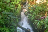 9992 Stream Rainforest Eden.jpg