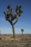 Joshua Tree