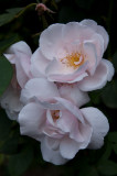 Yvonnes Roses