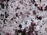 Jasmines In Bloom