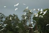 Egrets Away 14/01