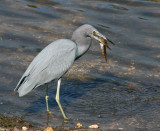 Little Blue Heron with lunch