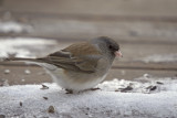 Dark-eyed Junco