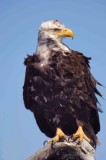  Bald Eagle Homer AK