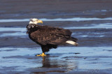 Bald Eagle Homer AK