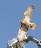Red-tailed Hawk Icahn Park NY