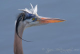 Great Blue Heron  Blackwater, Md