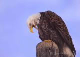 Bald Eagle Homer Spit AK