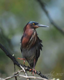 Green Heron Wellington, Va