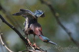 Green Heron Wellington, Va