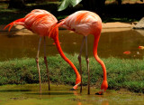 Pink Flaminco National  Zoo Oahu HI