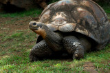 Giant Turtle National  Zoo Oahu HI
