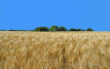 Wheat Field Puimoisson Fr
