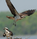 Osprey  Occoquan NWR Va