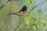 Eastern Towhee Big Meadows NP Va