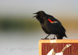 Red-winged Blackbird Blackwater MWR Md