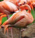  Pink Flamingo National Zoo WDC
