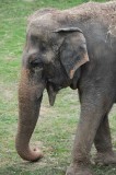 Elephant National Zoo WDC
