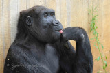  Gorilla National Zoo WDC
