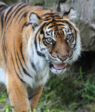 Sumatra Tiger  National Zoo WDC