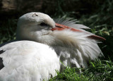 White Stork DC National Zoo