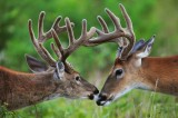   White-tailed Deer  Big Meadows NP Va