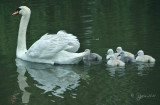 Swan and Cygnet le Petre Fr