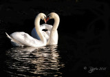 Swan Regent  Park London UK