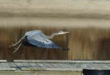 Great Blue Heron  Accotink  Va