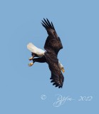 Bald  Eagle  Mason Neck SP, Va