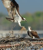 Osprey Occoquan WLR Va