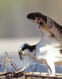 Osprey Occoquan NWR Va