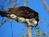 Osprey Occoquan NWR, Va