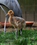 Baby Stanley Crane    Washington National DC Zoo 2012