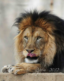 Lion  Washington DC National Zoo 2012.