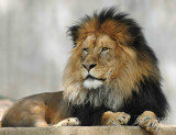 Lion  Washington DC National National Zoo 2012