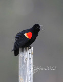 Red-winged Blackbird M Blackwater NWR,Md