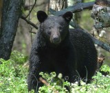 Black Bear Big Meadows NP, Va 2012