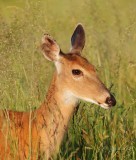 White-tailed Deer  Big Meadows  Va